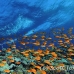 anthias_bro_l_n_h_0118_egy0554.jpg